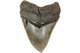 Huge, Fossil Megalodon Tooth - Sharp Serrations #204583-1